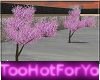 TH Sakura Tree