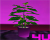 4u Purple Pot Plant