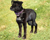 Little Black Mutt