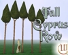 Row of 5 Tall Cyprus Trees
