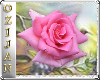 ~oz~ merrysrose small
