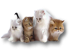 ~Oo Kitties