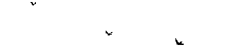 birds circling