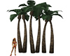 Water Park Palms