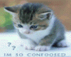 Confoosed Kitty