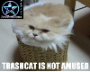 Trash Cat