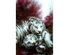 Mystical White Tigers