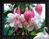Gorgeous Fuschia's