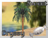 Arabian Palm Tree 1