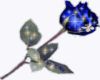 sparkling blue rose