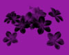 Transparent Cluster 2
