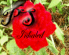 Red Rose Rue