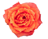 Orange Rose
