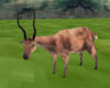 QnS Deer/sound
