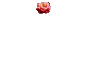 colored roses falling