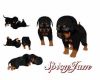 Dobie/Rott Playful Pups