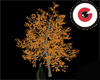 Maple tree