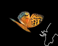 Butterfly Set 1