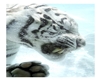white tiger