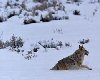 wolf in the snow wings