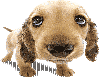 Animated Puppy
