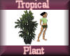[my]Tropical Big Plant
