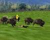 QnS Buffalo Stampede/snd