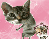 LR~Dancing Cute Kitty