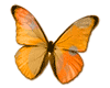 Butterfly 008