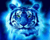 GROWLING TIGER..