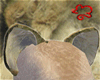 Living-Lion ears