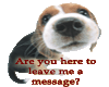doggy