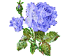 Blue Rose Glitter(ani)
