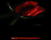 bleeding rose 1