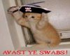 Pirate Kitten