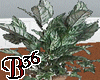 plant 2