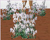Whisper Ground Cover