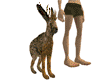 Jackalope