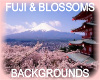 Fuju&Blossom