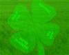 Green boxing shorts