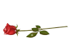 Red Rose
