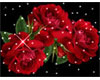 rose of passion and love