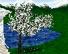 DogWood
