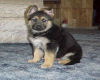 german shepard puppy
