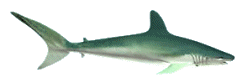 sticker_20948649_40067883