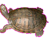 sticker_25495757_34811686