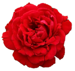 sticker_14158913_18790082