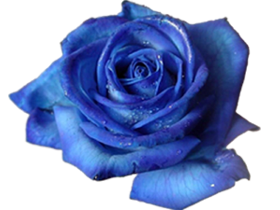 sticker_5036516_12253411