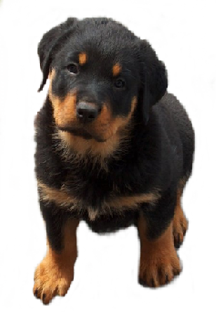 sticker_1489051_44396245