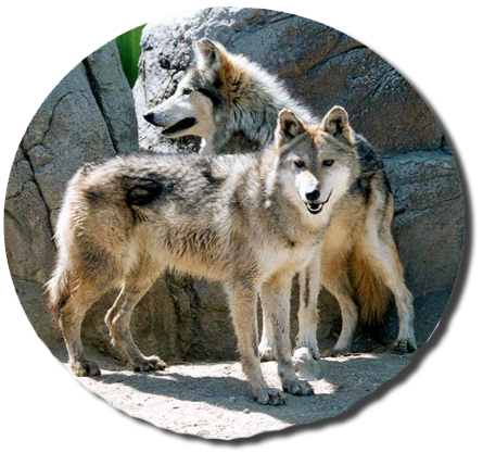 sticker_10041704_20144293
